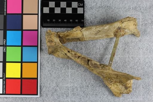 Pogonodon cismontanus