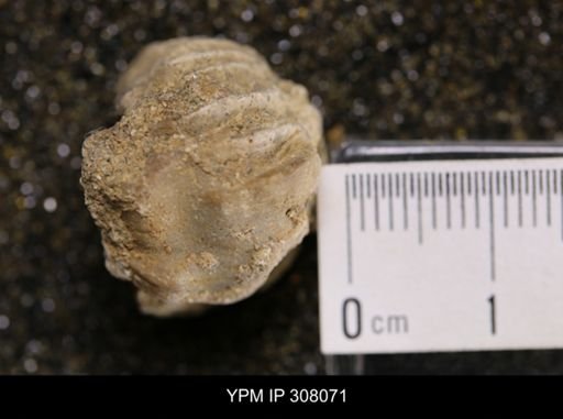 Inoceramus sp.