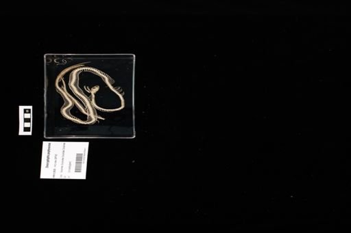 Oreocryptophis porphyraceus