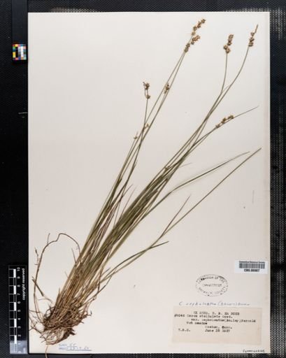 Carex cephalantha