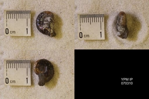 undet. Scaphitidae