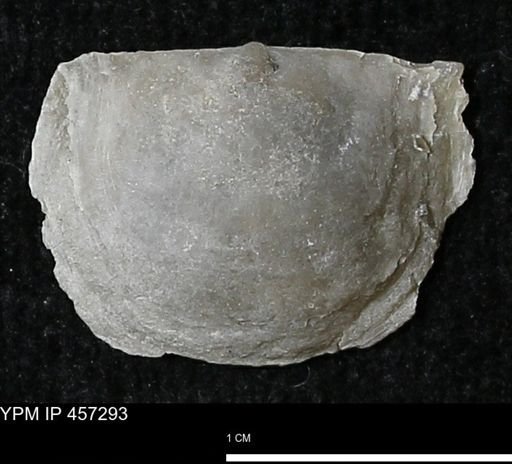 Pholidostrophia iowaensis
