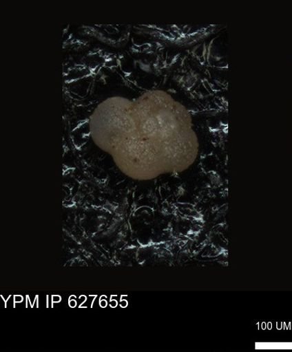 undet. Foraminiferida