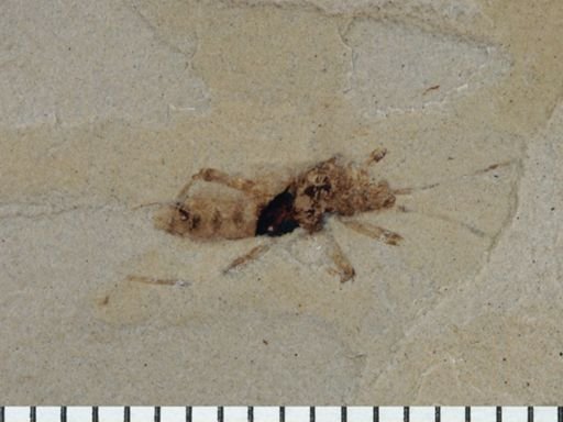 undet. Orthoptera
