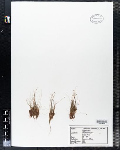 Eleocharis acicularis