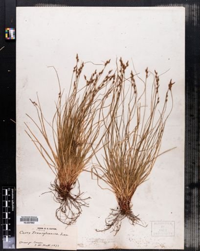 Carex pensylvanica