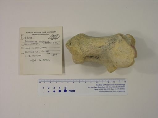 Teleoceras fossiger