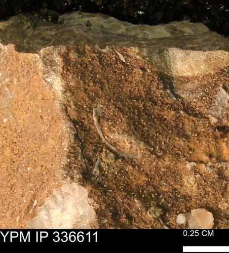 undet. Mollusca
