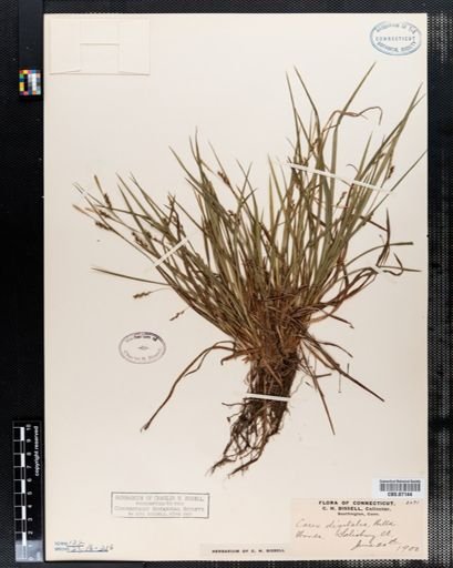 Carex digitalis