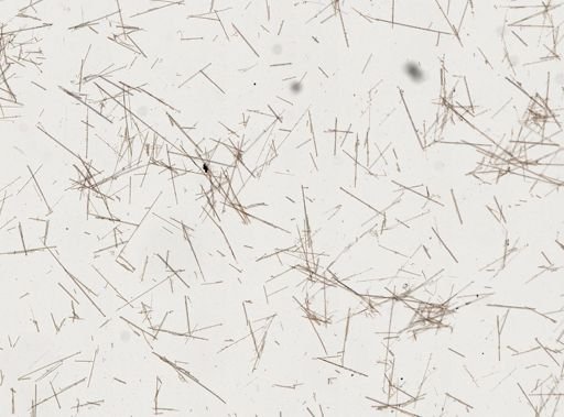 Terpios fugax