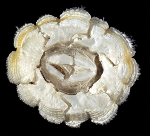 Platylepas hexastylos