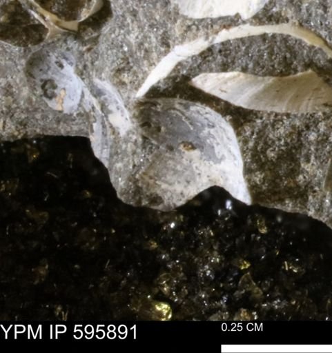 Protocardia sp.