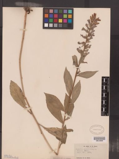 Lobelia siphilitica