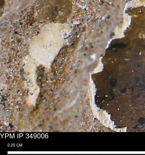 undet. Mollusca