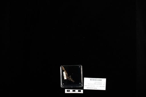 Anolis carolinensis