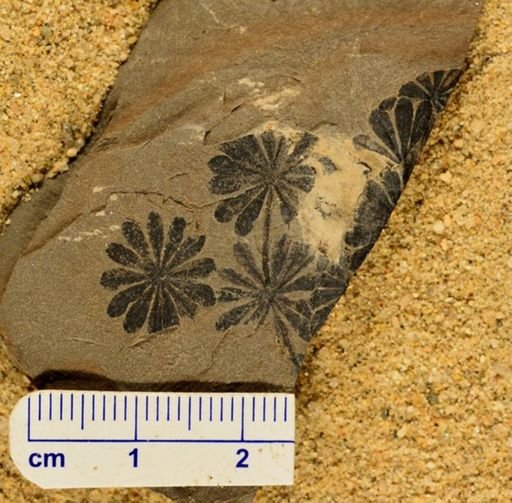 Annularia sp.
