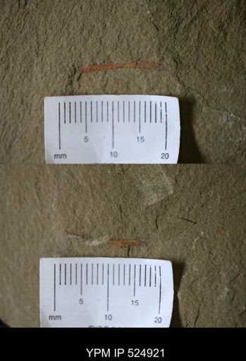 Furca sp.