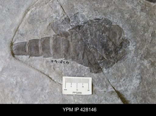 undet. Eurypterida