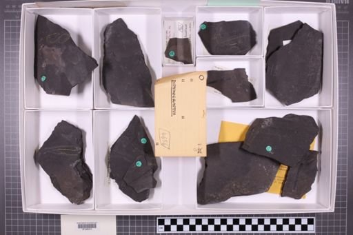 mixed taxa, stratigraphic collection