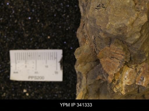 Scaphites sp.