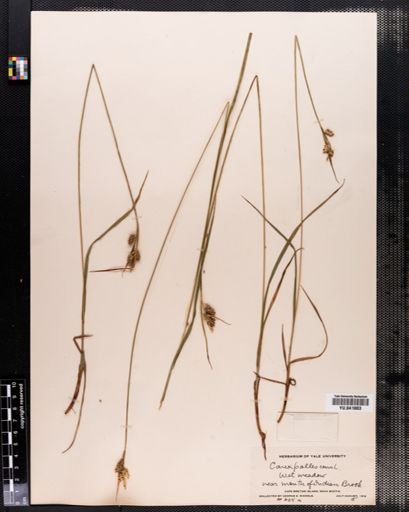 Carex pallescens