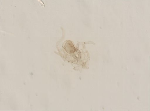Asterias?
