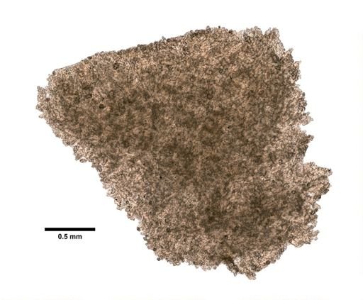 Alcyonium rubistella
