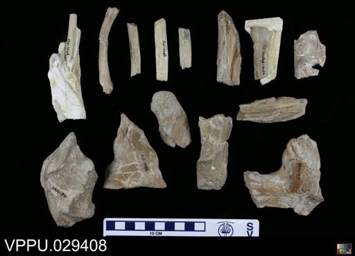 Mosasaurus sp.