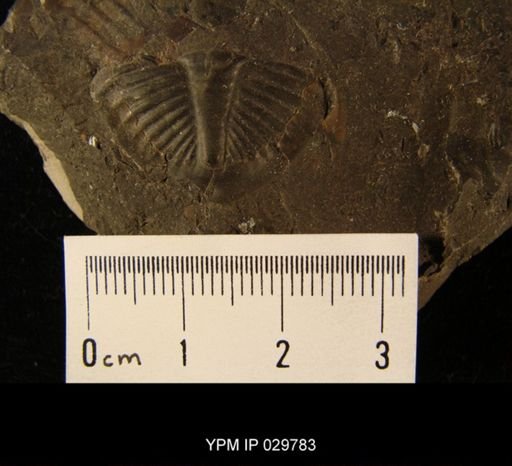 Ogygites sp.