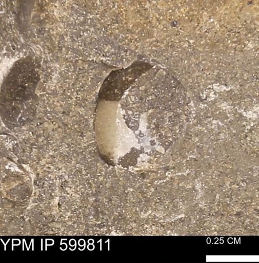 Protocardia subquadrata