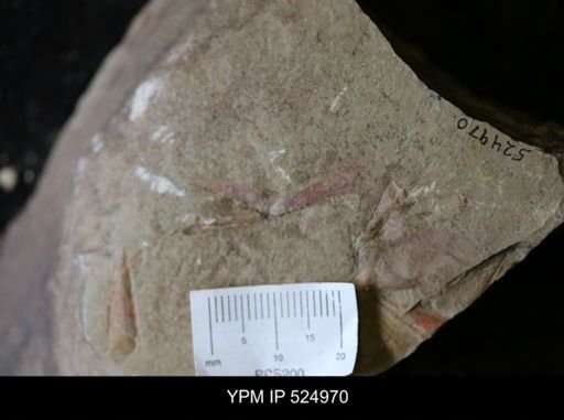undet. Hyolithida