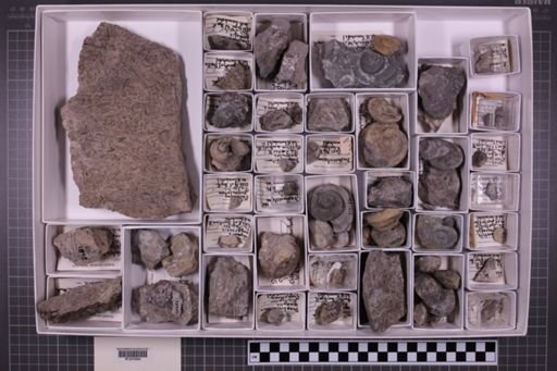 mixed taxa, stratigraphic collection