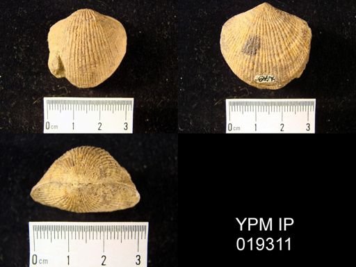 Atrypa reticularis