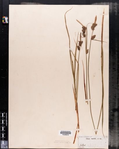 Carex vestita