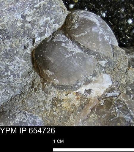 Protocardia