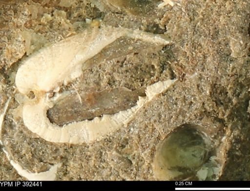 Protocardia subquadrata