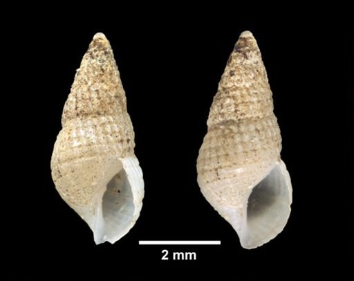 Boonea seminuda