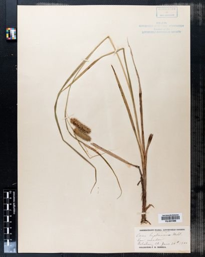 Carex hystericina
