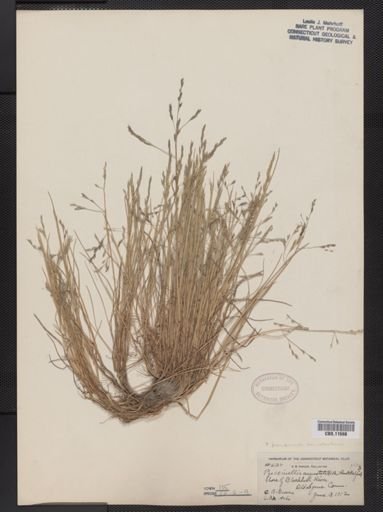 Puccinellia pumila