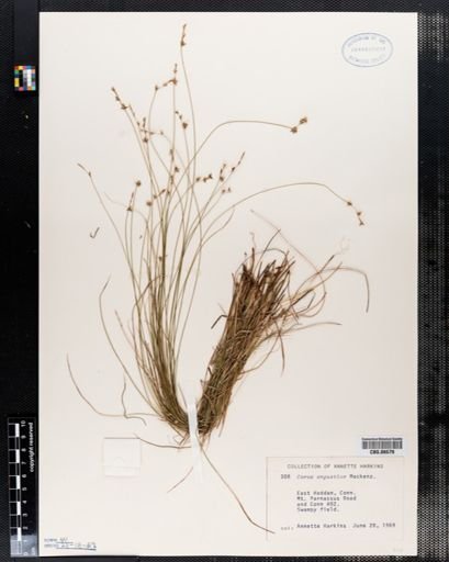 Carex angustior
