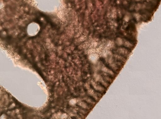 Plakortis sp.