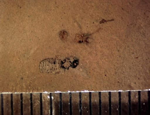 Diptera?