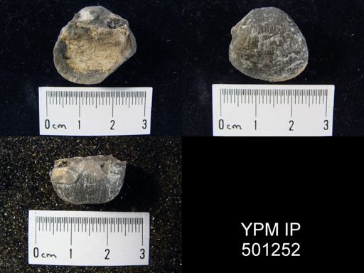 Pustula aff. nebrascensis