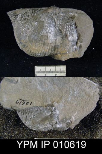 Productus ivesi