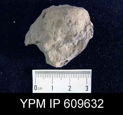 Stropheodonta sp.