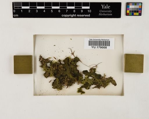 Plantae