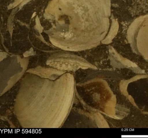 Limopsis striatopunctatus