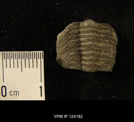 Phacops rana