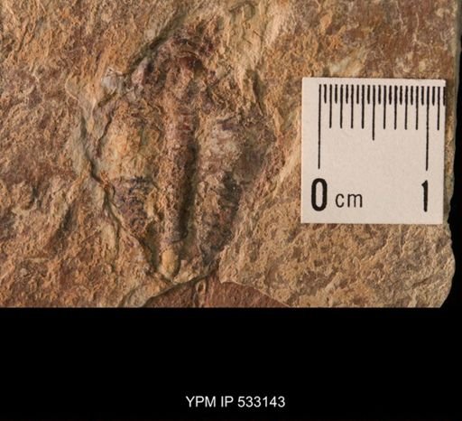 Elrathia kingi