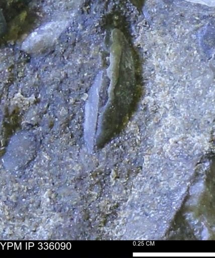 Protocardia subquadrata